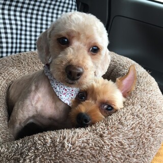 《あずきのずっとの家族募集中》