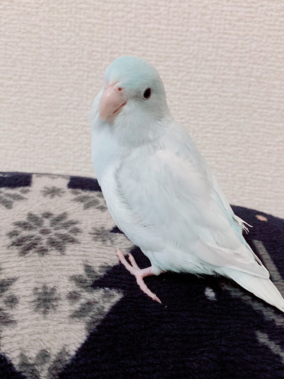 マメルリハ そらちゃん 1歳」東京都 - 鳥の里親募集(312304) 1枚目の