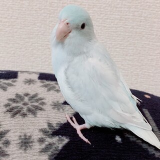 マメルリハ　そらちゃん　1歳