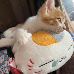 祝 猫のいる生活