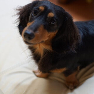 ミニチュアダックス(4歳)ブラックタン