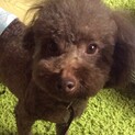 トイプードル血統書付き