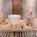 【一旦終了】キンクマハムスター5/3.5/7生まれ