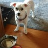 トライアル決定  マルチーズ  良太くん サムネイル2