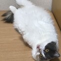 マンチカン女の子(ダイリュートキャリコ)