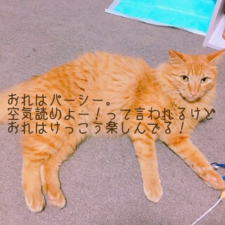 遊び盛りのパーシーくん♡