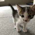 （募集一旦停止）生後1ヶ月♡ナッツちゃん