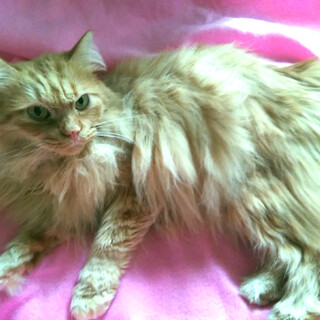 茶トラ長毛のなつこい女子　みかん