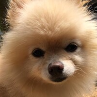 モンブラン太郎