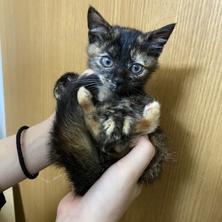 ありがとうございました