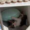 甘えん坊！可愛いべべちゃんの家族になって下さい