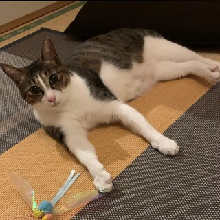 人馴れ訓練中　ポポちゃん　推定１歳過ぎの女の子