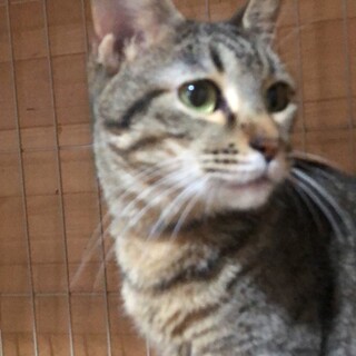 甘えん坊のキジの女の子　リリーちゃん　一時停止