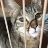 甘えん坊のキジの女の子　リリーちゃん　一時停止 サムネイル4
