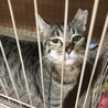 甘えん坊のキジの女の子　リリーちゃん　一時停止 サムネイル6