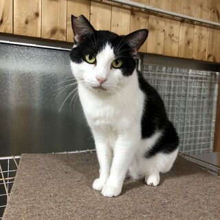 大人しいニャンくん