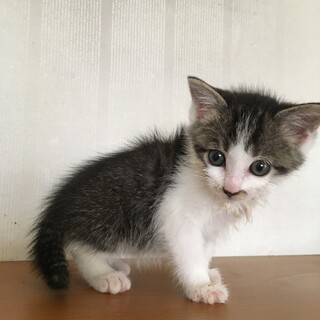 愛護センターレスキュー☆ももちゃん♀1ヶ月離乳中