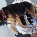 子犬の里親を募集します