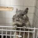 1歳 デグー 