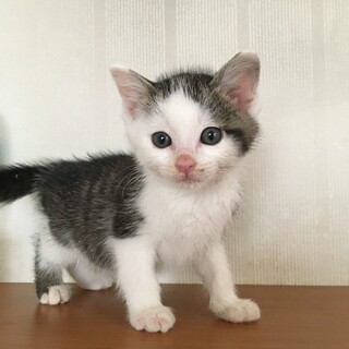 愛護センターレスキュー☆しろ吉くん♂1ヶ月離乳中