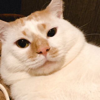 食いしん坊ムタくんの里親募集