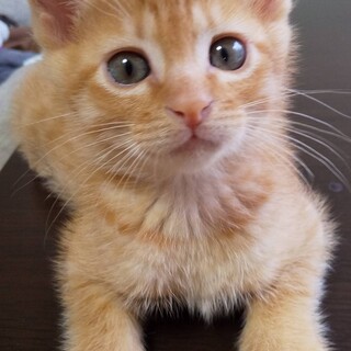 コロコロ可愛い兄弟