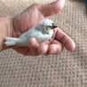 文鳥　手乗り　ヒナ サムネイル3