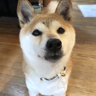 柴犬の女の子 きなりちゃん