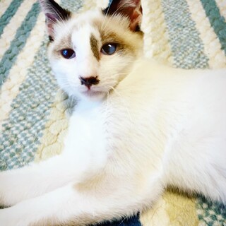 【模様が個性的】目にハンデがあっても普通に生活OK