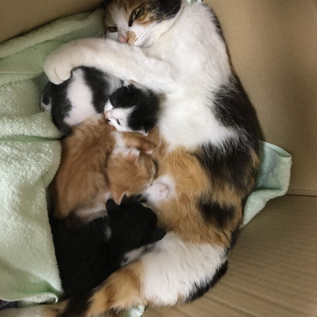 子猫の里親募集してますのカバー写真