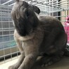 すぐ首元をまふまふしてしまう…ブラッシングがんばります
