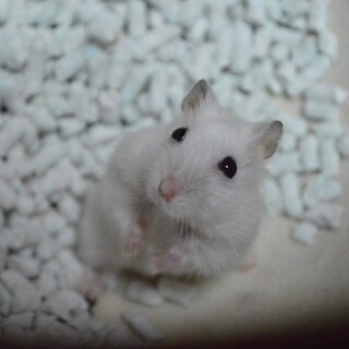 生後2ヶ月 可愛いハムちゃん