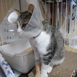 「雉白ちゃんと茶白君の状態。」サムネイル2