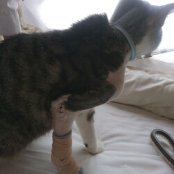 「雉白ちゃんと茶白君の状態。」サムネイル3