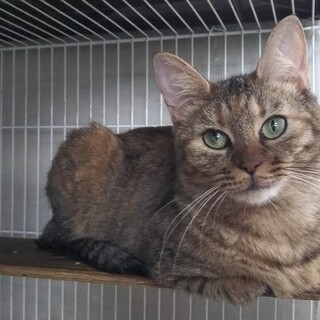 コロコロココアちゃん