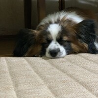 レオ