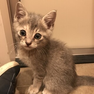 グレーの子猫です