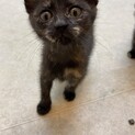 甘えん坊の姉妹猫ちゃん