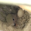 応募多数の為一旦終了します。ありがとうございます