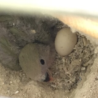 応募多数の為一旦終了します。ありがとうございます