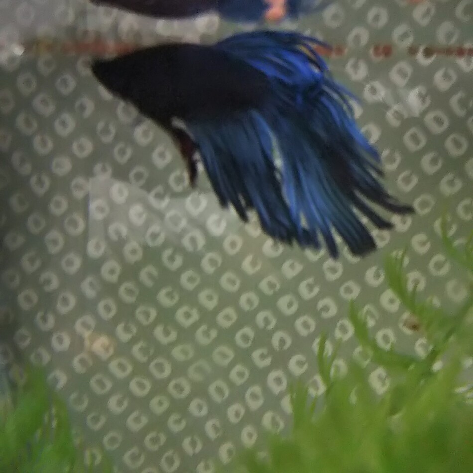 コメットほかのカバー写真