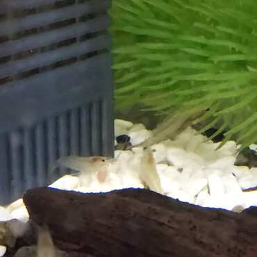 かわいいエビたちです。