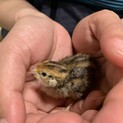 うずらのひな里親募集！