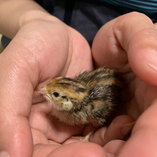 うずらのひな里親募集！