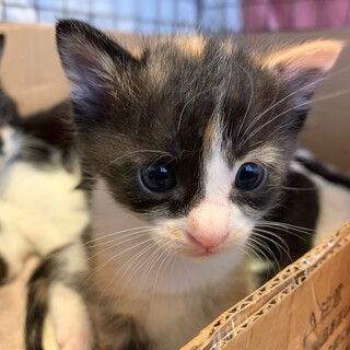 ④子猫  女の子　