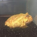 クランウェルツノガエルライムグリーンアルビノオス