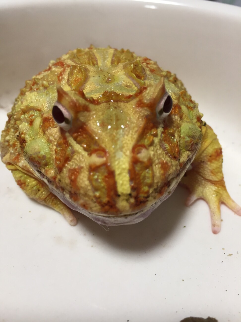 クランウェルツノガエルラ 東京都 爬虫類 他の里親募集 ペットのおうち 月間利用者150万人