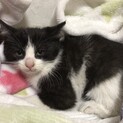 生後1ヶ月　ハチワレのおっとりした女の子