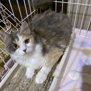 珍しいパステル長毛三毛　超美猫です！
