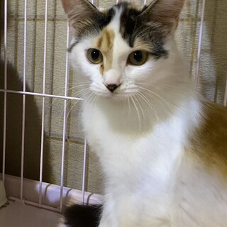 綺麗な白三毛さん　超美猫です！
